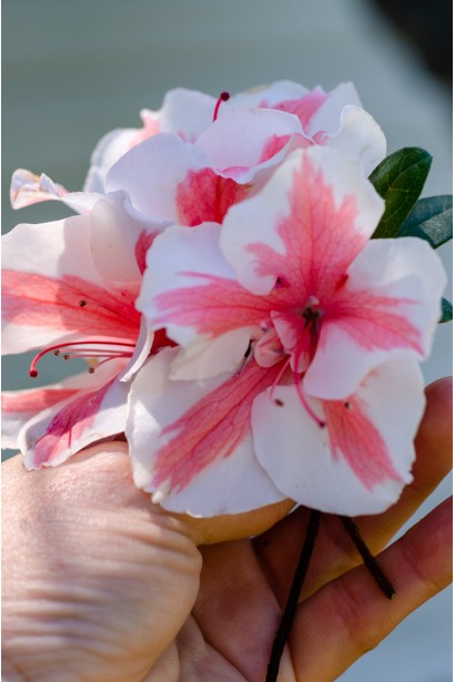 Азалия Старберст